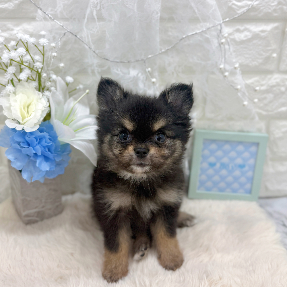 ハーフ犬男の子の写真