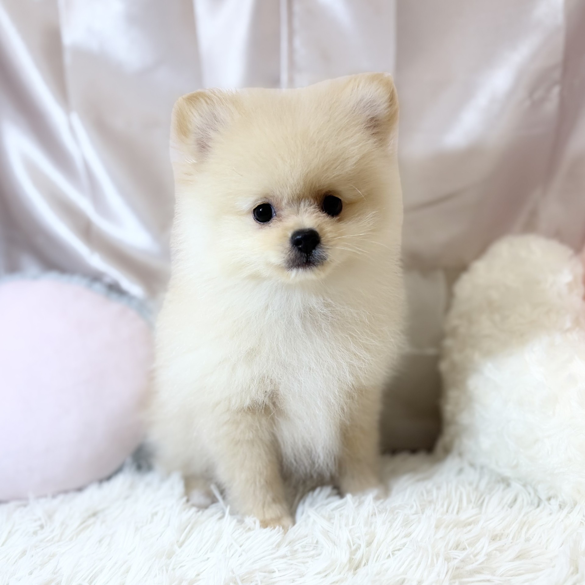 兵庫県のポメラニアン (犬の家＆猫の里カナート西神戸店/2026年5月30日生まれ/男の子/クリーム)の子犬の1枚目の画像