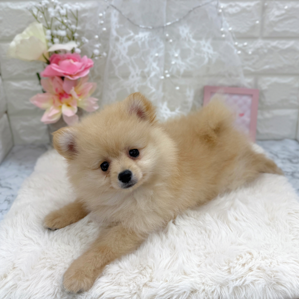 福井県のポメラニアン (犬の家＆猫の里アミーゴ福井大和田店/2026年5月30日生まれ/女の子/クリーム)の子犬の2枚目の画像
