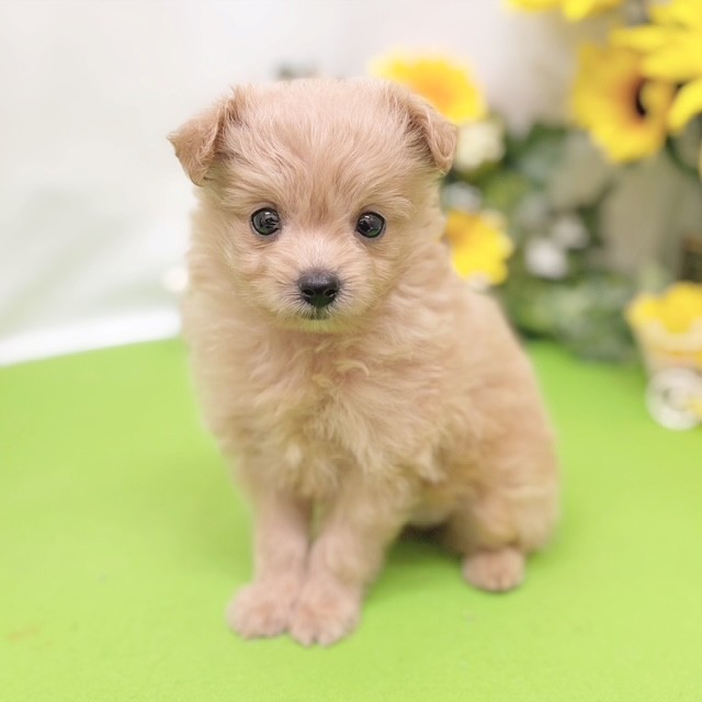 静岡県のポメプー(ポメラニアン×プードル) (犬の家＆猫の里藤枝店/2026年6月2日生まれ/女の子/クリーム)の子犬の2枚目の画像