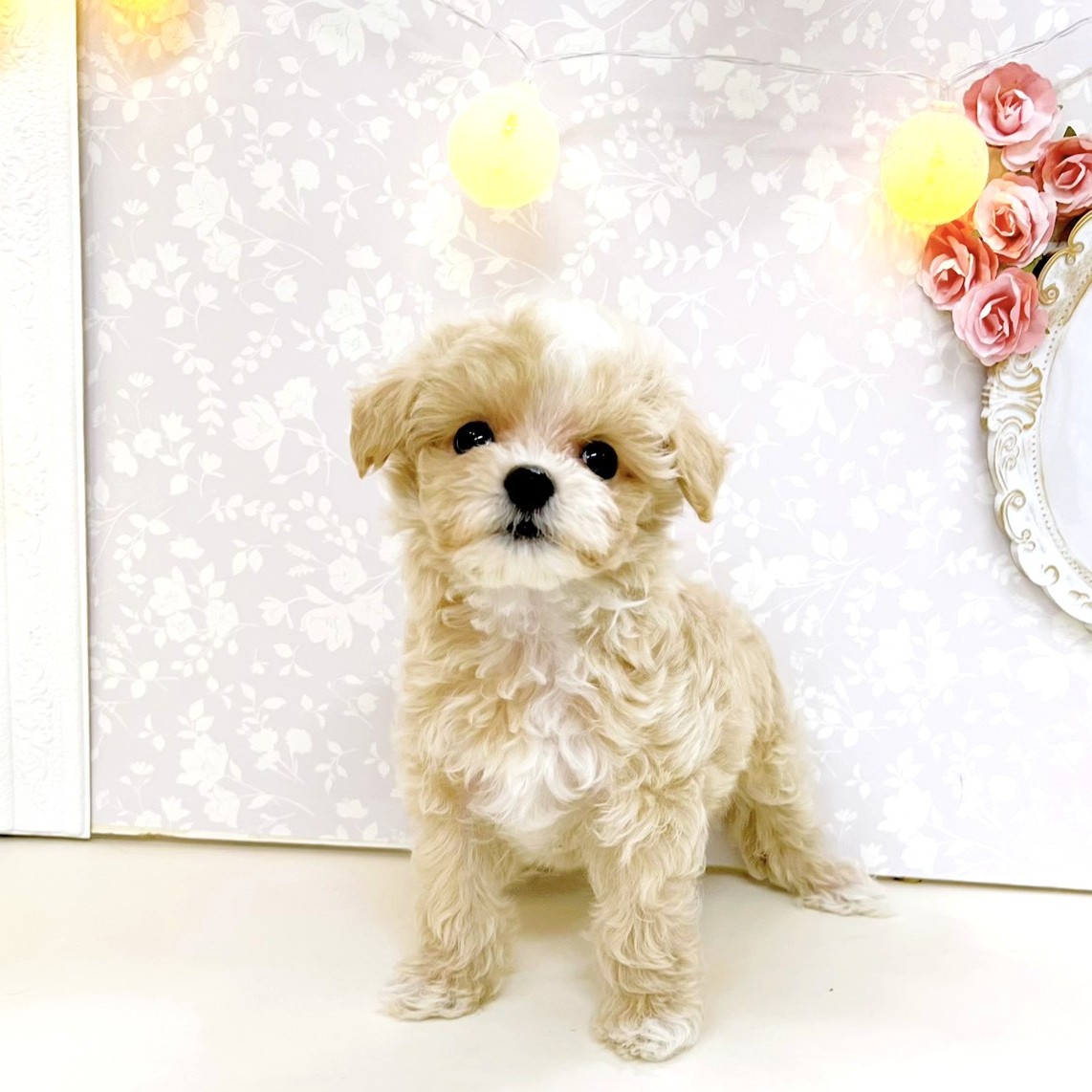 ハーフ犬女の子の写真