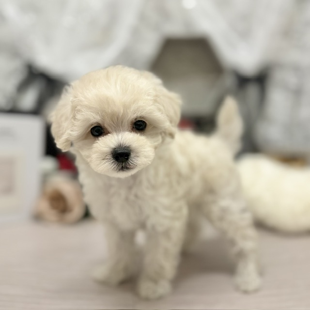 ハーフ犬男の子の写真