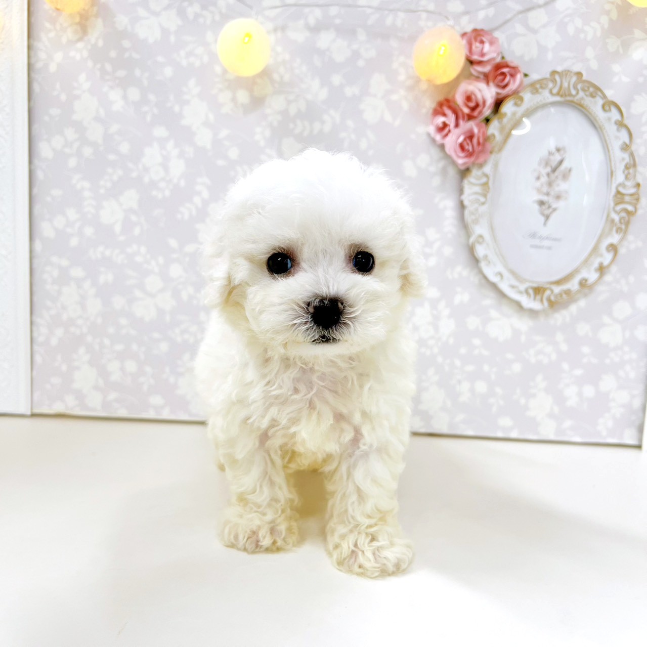 富山県のビションフリーゼ (犬の家＆猫の里アミーゴ高岡蓮花寺店/2026年6月1日生まれ/男の子/ホワイト)の子犬の2枚目の画像