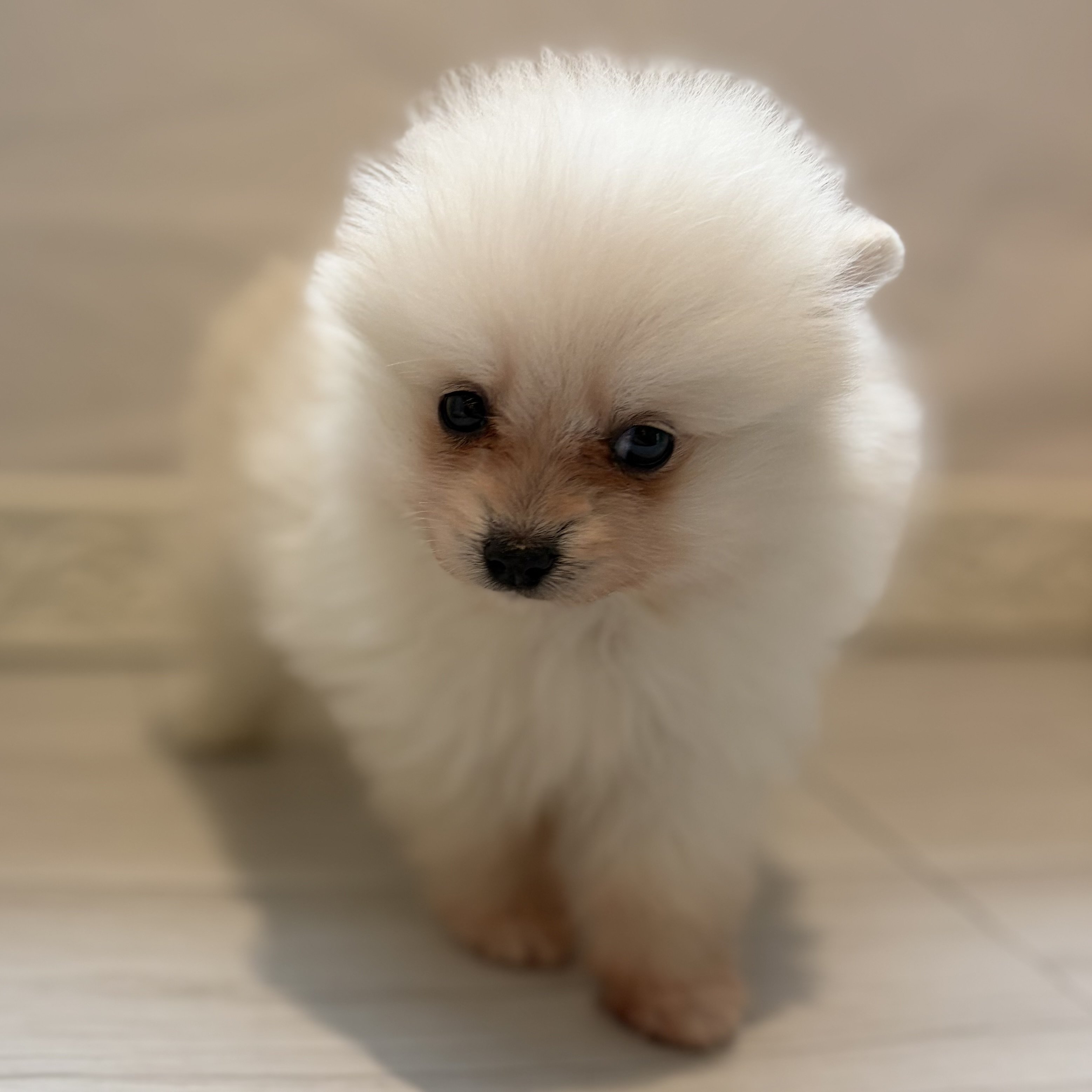 愛知県のポメラニアン (犬の家＆猫の里春日井本店/2026年6月2日生まれ/男の子/クリーム)の子犬の1枚目の画像