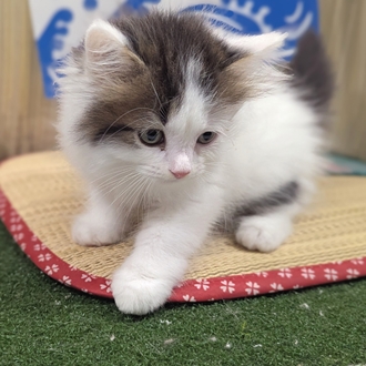 神奈川県のスコティッシュストレート (犬の家＆猫の里小田原店/2026年6月2日生まれ/男の子/ブラウンタビーホワイト)の子猫の2枚目の画像