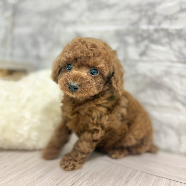 千葉県のトイプードル(トイ) (犬の家＆猫の里ワンズモール稲毛店/2026年6月1日生まれ/男の子/レッド)の子犬の1枚目の画像
