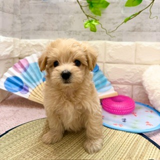 静岡県のマルプー(マルチーズ×プードル) (犬の家＆猫の里プレ葉ウォーク浜北店/2026年6月1日生まれ/女の子/アプリコット)の子犬の1枚目の画像