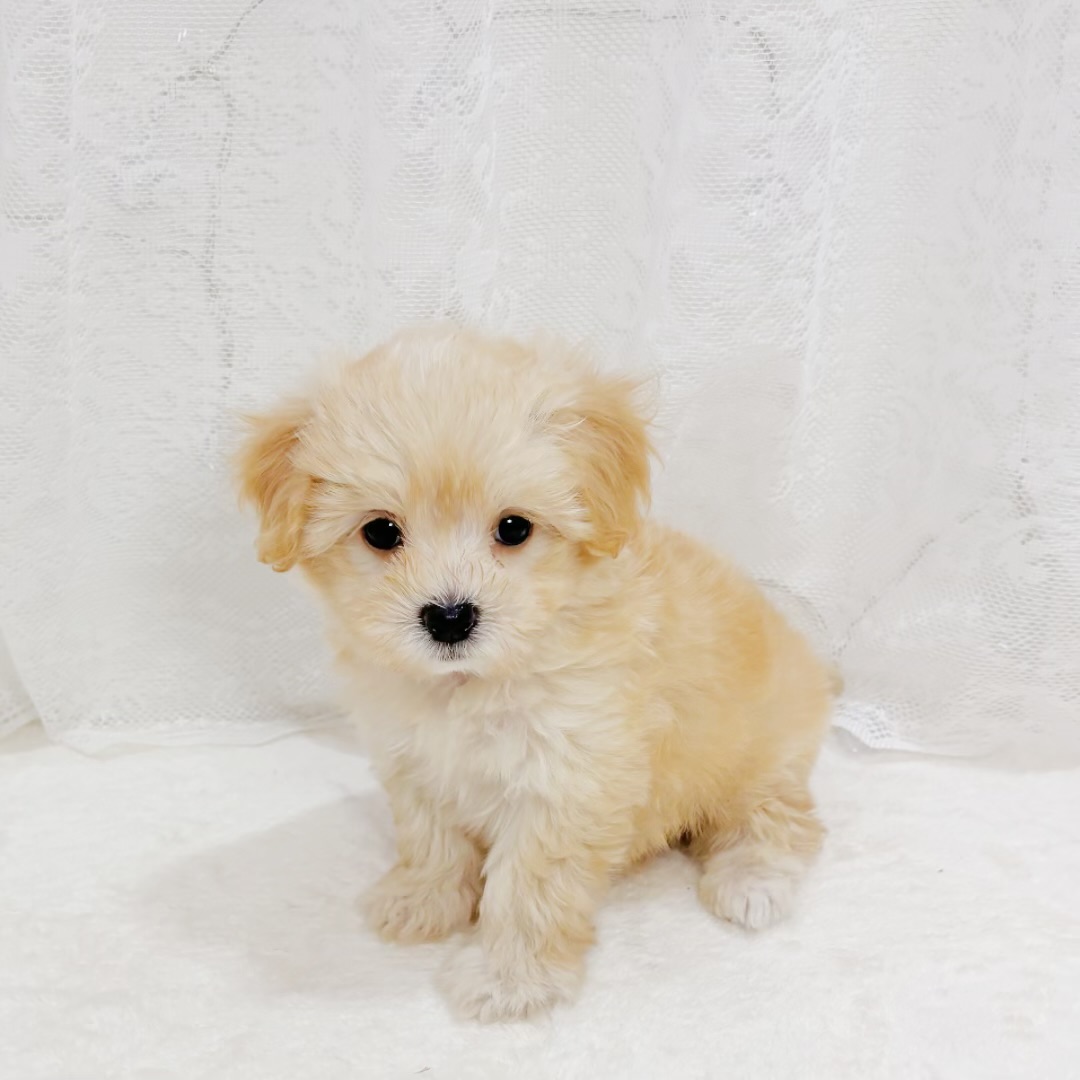 千葉県のマルプー(マルチーズ×プードル) (犬の家＆猫の里BIGHOPガーデンモール印西店/2026年6月1日生まれ/男の子/アプリコット)の子犬の2枚目の画像