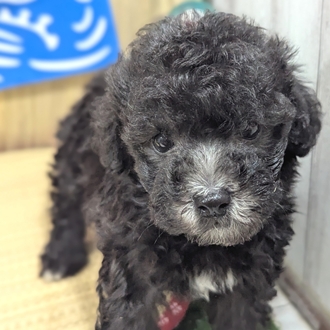 神奈川県のトイプードル(トイ) (犬の家＆猫の里小田原店/2026年6月1日生まれ/男の子/シルバー)の子犬の2枚目の画像