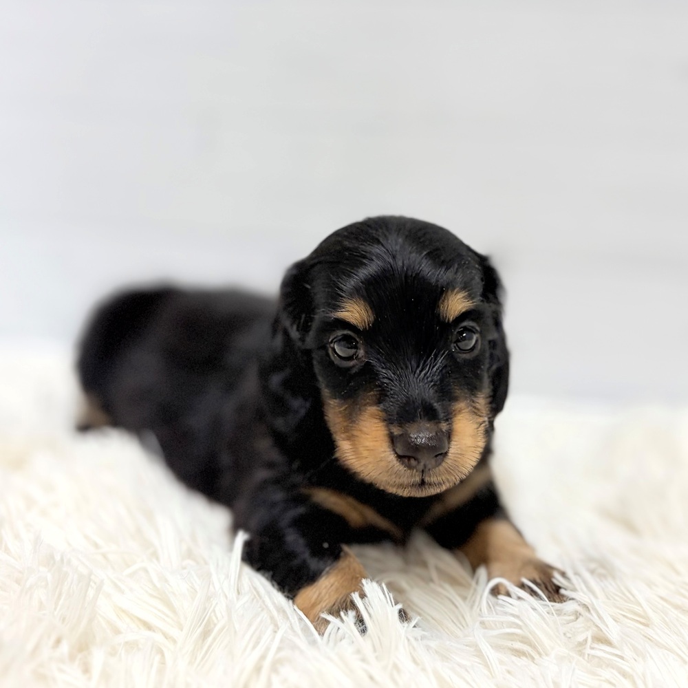 愛知県のミニチュアダックスフンド(ロング) (犬の家＆猫の里豊田店/2026年6月2日生まれ/男の子/ブラックタン)の子犬の2枚目の画像