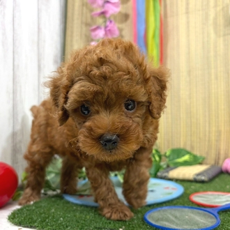 神奈川県のトイプードル(トイ) (犬の家＆猫の里小田原店/2026年6月1日生まれ/男の子/レッド)の子犬の2枚目の画像