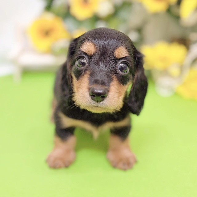 静岡県のミニチュアダックスフンド(ロング) (犬の家＆猫の里藤枝店/2026年6月1日生まれ/男の子/ブラックタン)の子犬の2枚目の画像