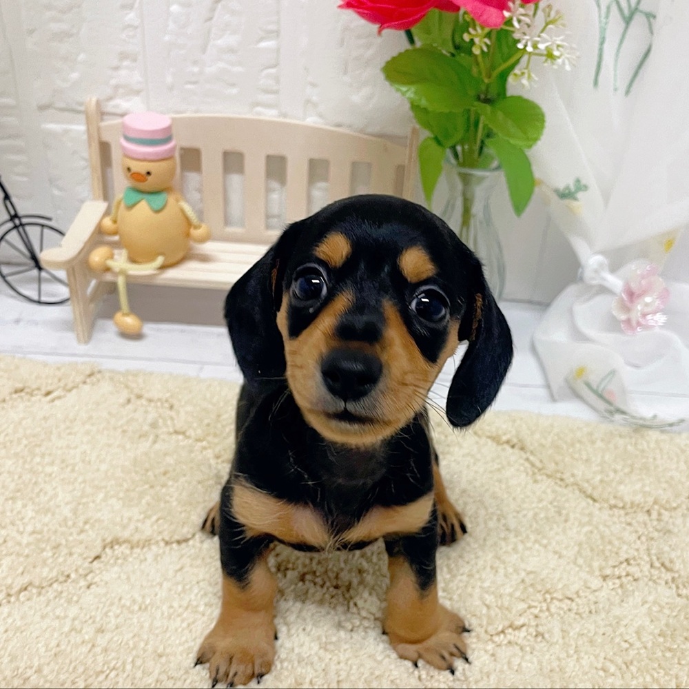 岡山県のミニチュアダックスフンド(スムース) (犬の家＆猫の里岡山店/2026年5月30日生まれ/女の子/ブラックタン)の子犬の1枚目の画像