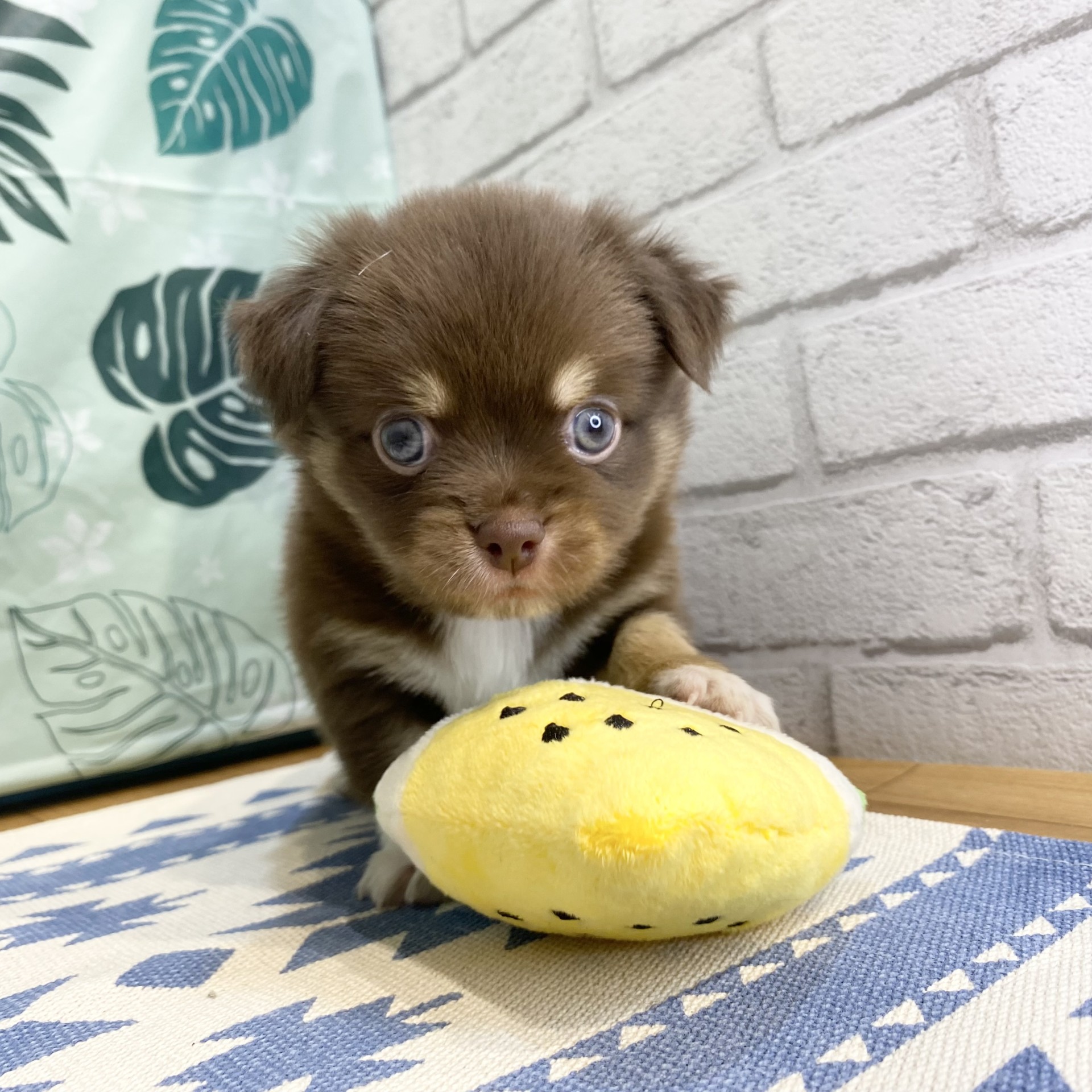 長野県のチワワ(ロング) (犬の家＆猫の里カインズ梓川店/2026年5月31日生まれ/男の子/チョコレートタンホワイト)の子犬の2枚目の画像