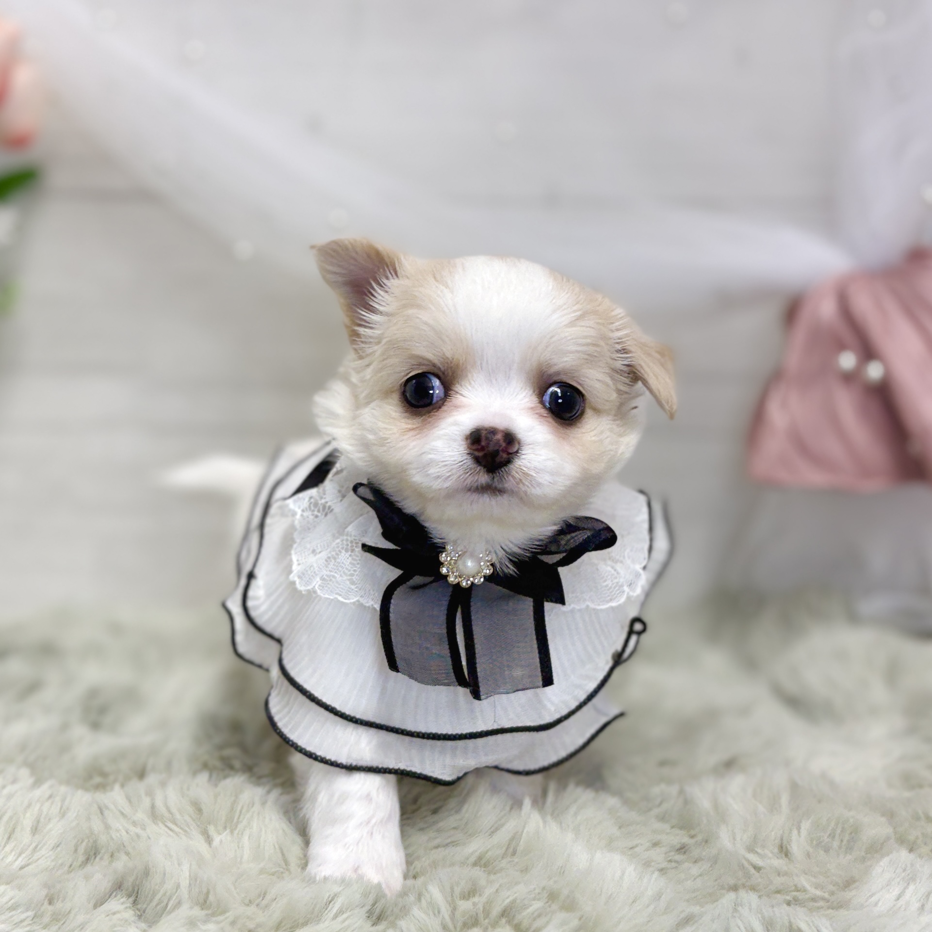 神奈川県のチワワ(ロング) (犬の家＆猫の里相模原店/2026年6月2日生まれ/男の子/クリームホワイト)の子犬の2枚目の画像