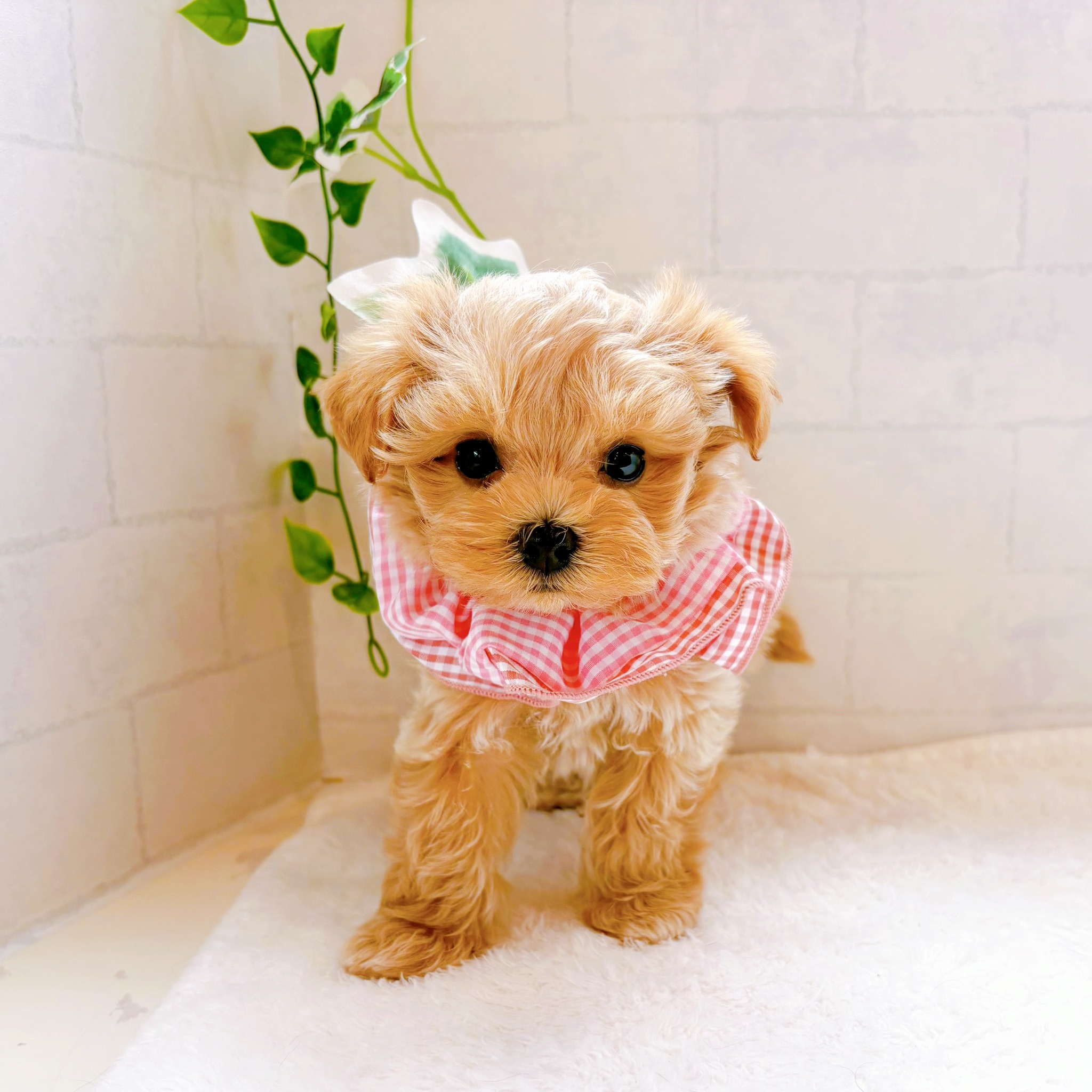 ハーフ犬女の子の写真
