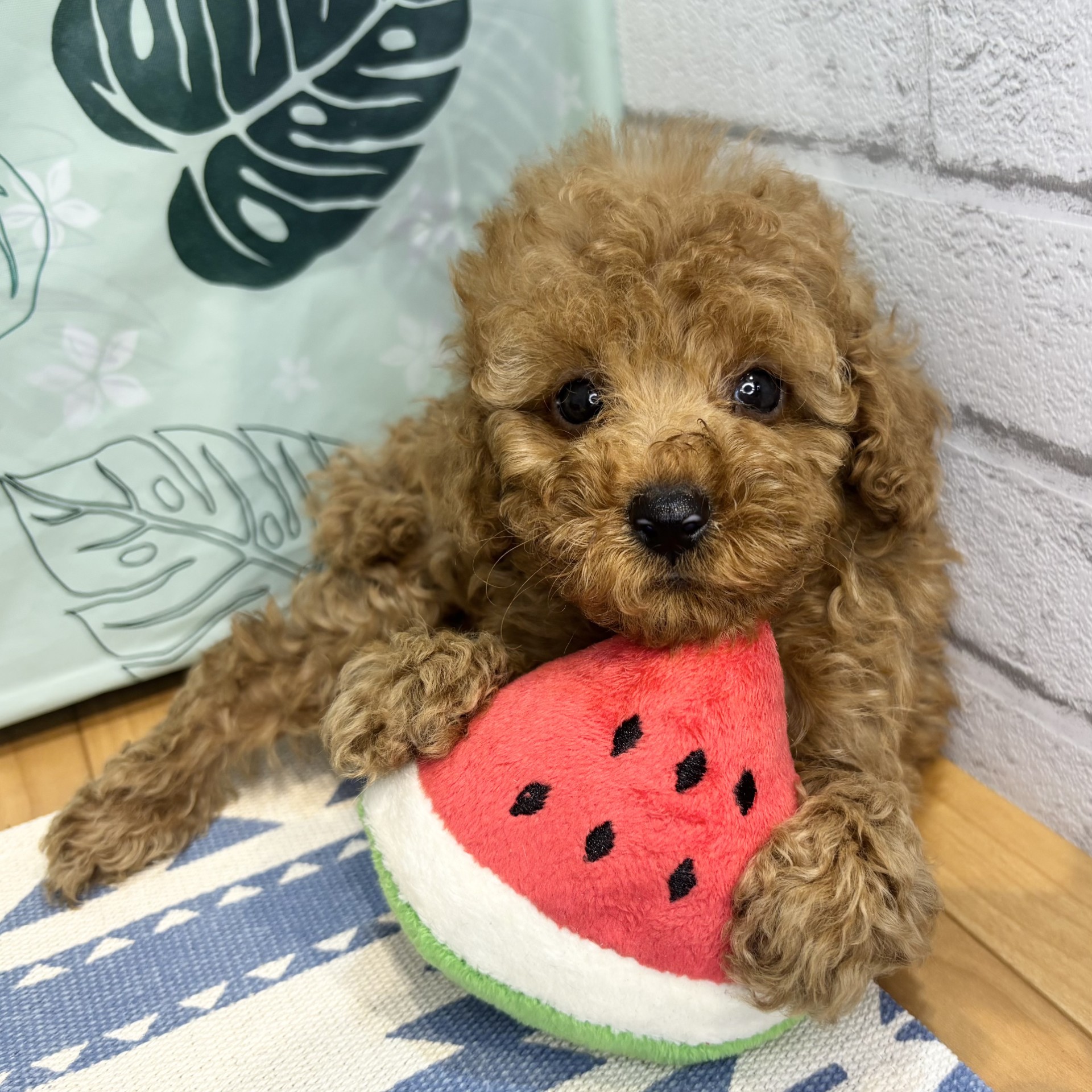長野県のトイプードル(トイ) (犬の家＆猫の里カインズ梓川店/2026年6月1日生まれ/男の子/レッド)の子犬の2枚目の画像