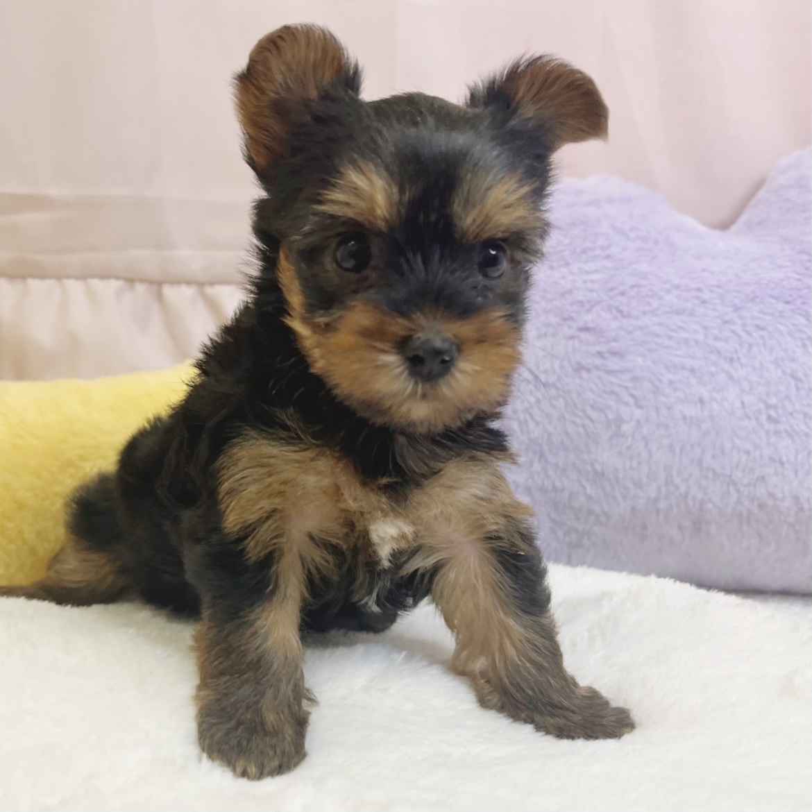 静岡県のヨークシャーテリア (犬の家＆猫の里マークイズ静岡店/2026年6月1日生まれ/女の子/スチールブルータン)の子犬の1枚目の画像