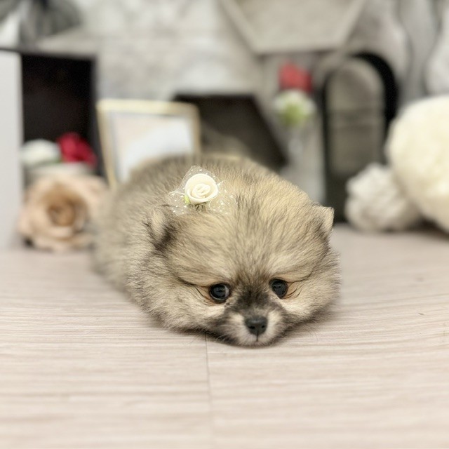 千葉県のポメラニアン (犬の家＆猫の里ワンズモール稲毛店/2026年6月2日生まれ/女の子/オレンジ)の子犬の1枚目の画像