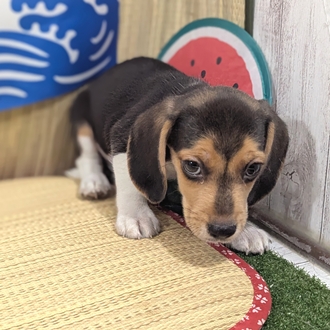 神奈川県のビーグル (犬の家＆猫の里小田原店/2026年6月2日生まれ/男の子/ブラックタンホワイト)の子犬の2枚目の画像