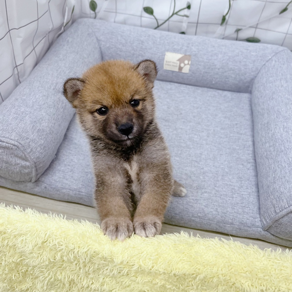 長野県の柴犬(標準サイズ) (犬の家＆猫の里塩尻店/2026年5月31日生まれ/女の子/赤)の子犬の2枚目の画像