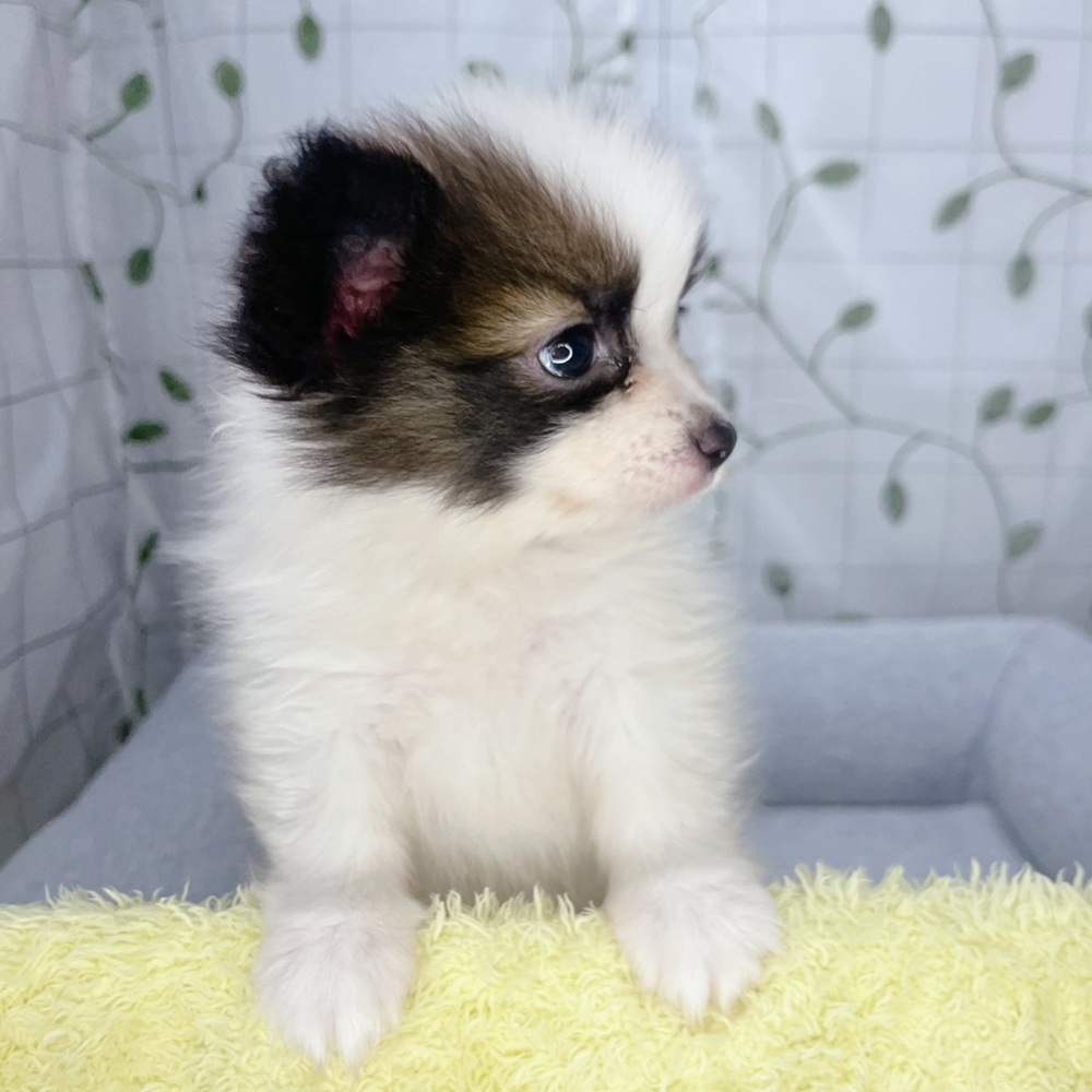 長野県のパピヨン (犬の家＆猫の里塩尻店/2026年6月1日生まれ/男の子/ホワイトブラウン)の子犬の2枚目の画像
