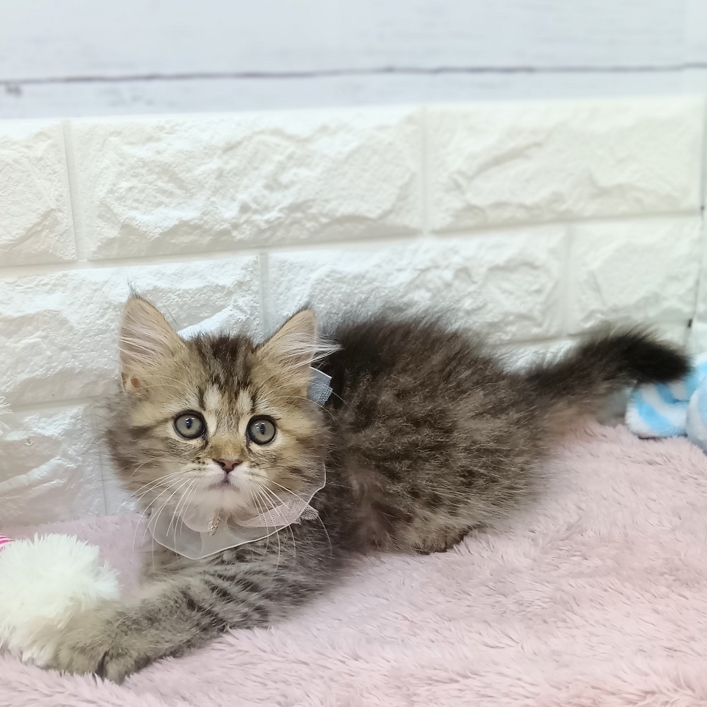静岡県のラガマフィン (犬の家＆猫の里アミーゴ浜松和田店/2026年5月27日生まれ/女の子/ブラウンタビー)の子猫の2枚目の画像