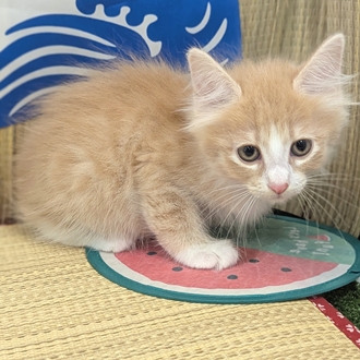 神奈川県のノルウェージャンフォレストキャット (犬の家＆猫の里小田原店/2026年5月28日生まれ/女の子/クリームタビーホワイト)の子猫の2枚目の画像
