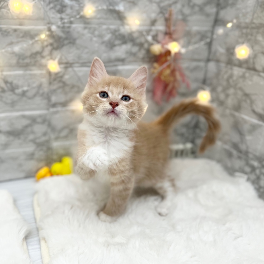 静岡県のノルウェージャンフォレストキャット (犬の家＆猫の里MEGAドン・キホーテ袋井店/2026年5月28日生まれ/男の子/クリームタビーホワイト)の子猫の2枚目の画像
