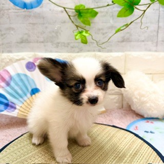 静岡県のパピヨン (犬の家＆猫の里プレ葉ウォーク浜北店/2026年6月1日生まれ/男の子/ホワイトブラウン)の子犬の2枚目の画像