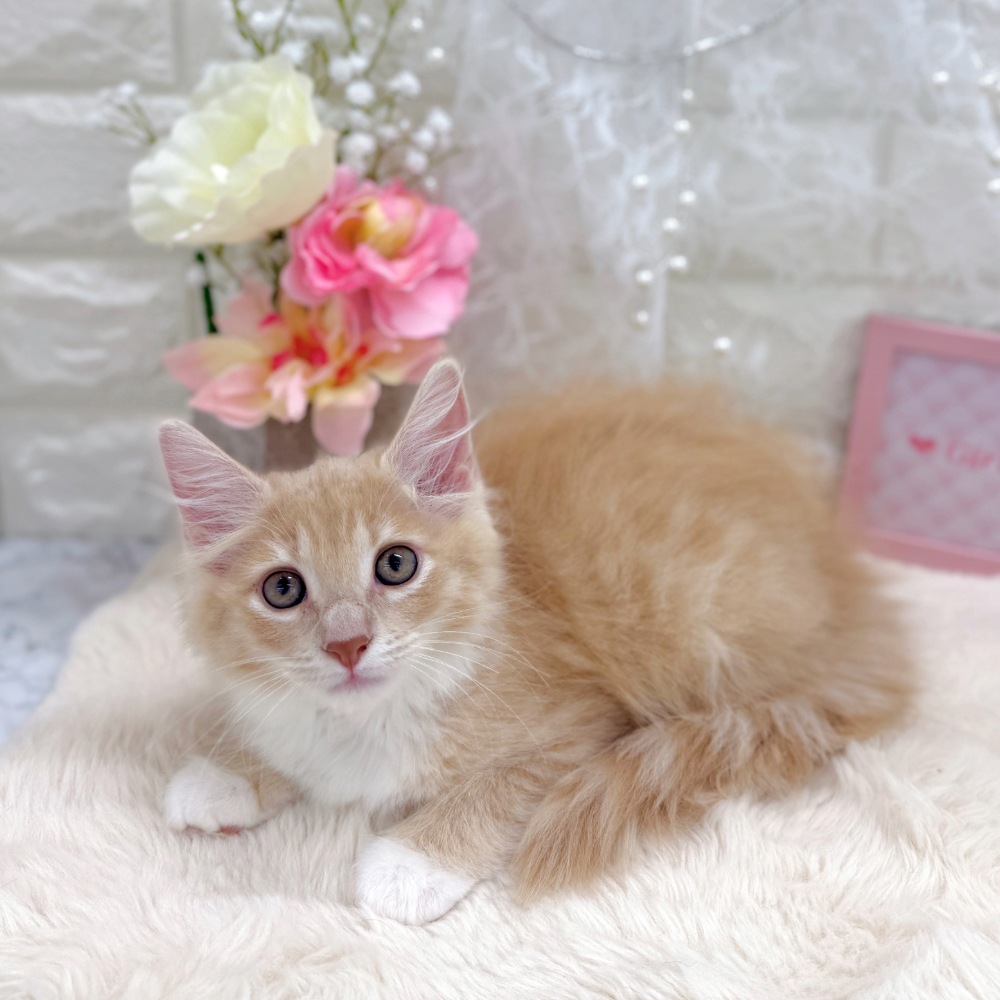 福井県のノルウェージャンフォレストキャット (犬の家＆猫の里アミーゴ福井大和田店/2026年5月28日生まれ/女の子/クリームタビーホワイト)の子猫の2枚目の画像