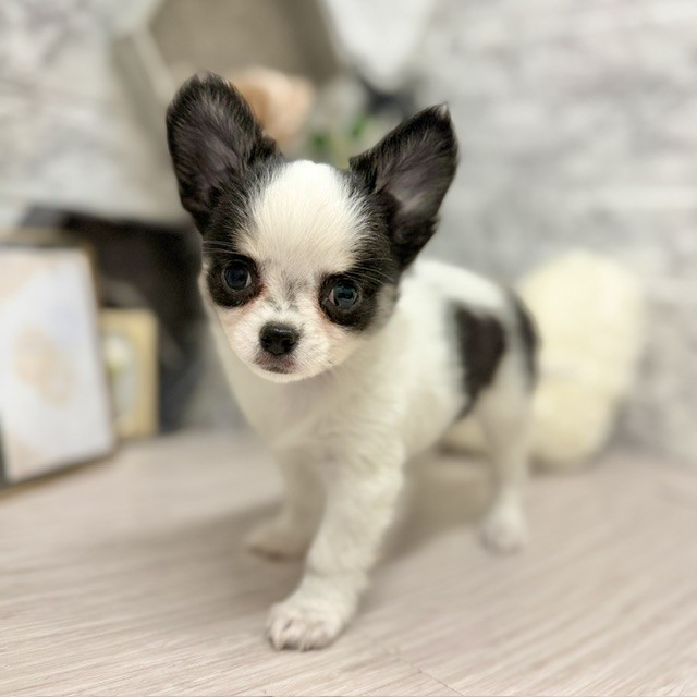 千葉県のチワワ(ロング) (犬の家＆猫の里ワンズモール稲毛店/2026年6月2日生まれ/男の子/ホワイトブラックタン)の子犬の2枚目の画像