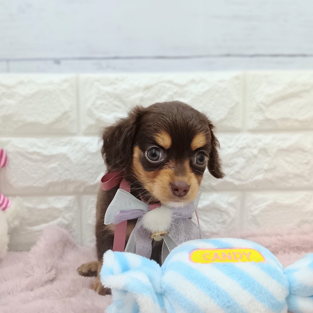 ハーフ犬女の子の写真