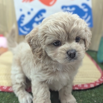 神奈川県のペキプー(ペキニーズ×プードル) (犬の家＆猫の里小田原店/2026年6月1日生まれ/女の子/アプリコット)の子犬の2枚目の画像