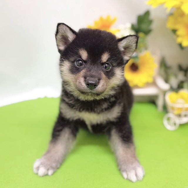 静岡県の柴犬(標準サイズ) (犬の家＆猫の里藤枝店/2026年5月31日生まれ/男の子/黒)の子犬の2枚目の画像