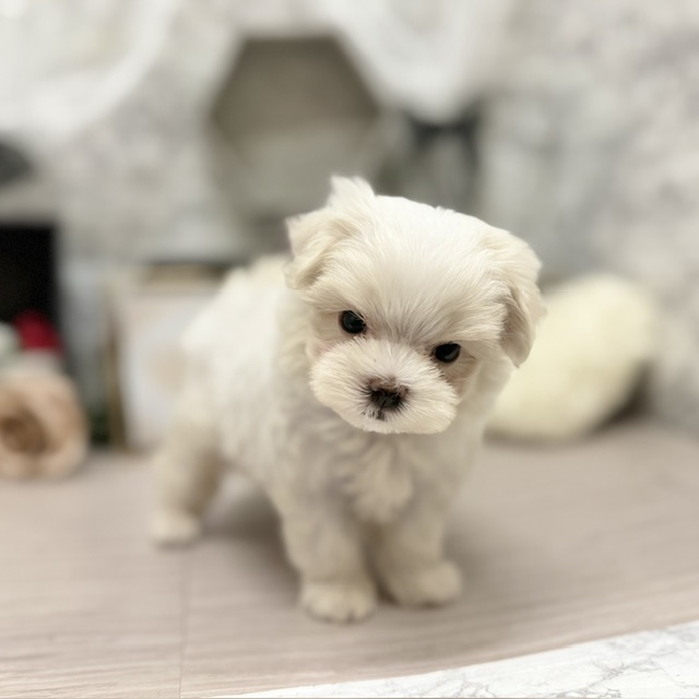 千葉県のマルチーズ (犬の家＆猫の里ワンズモール稲毛店/2026年5月31日生まれ/女の子/ホワイト)の子犬の2枚目の画像