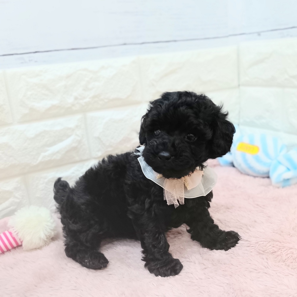 静岡県のトイプードル(トイ) (犬の家＆猫の里アミーゴ浜松和田店/2026年5月31日生まれ/女の子/ブラック)の子犬の2枚目の画像
