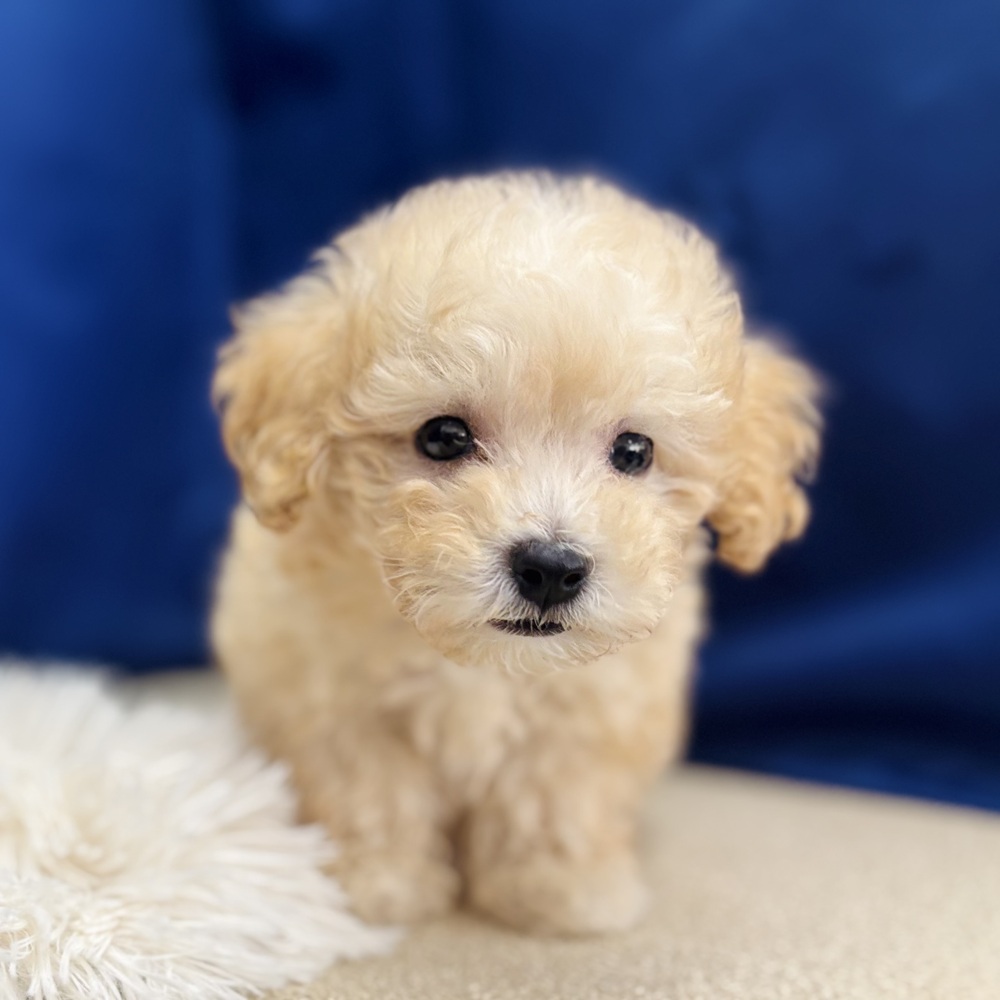 岐阜県のマルプー(マルチーズ×プードル) (犬の家＆猫の里中津川店/2026年6月1日生まれ/男の子/アプリコット)の子犬の2枚目の画像