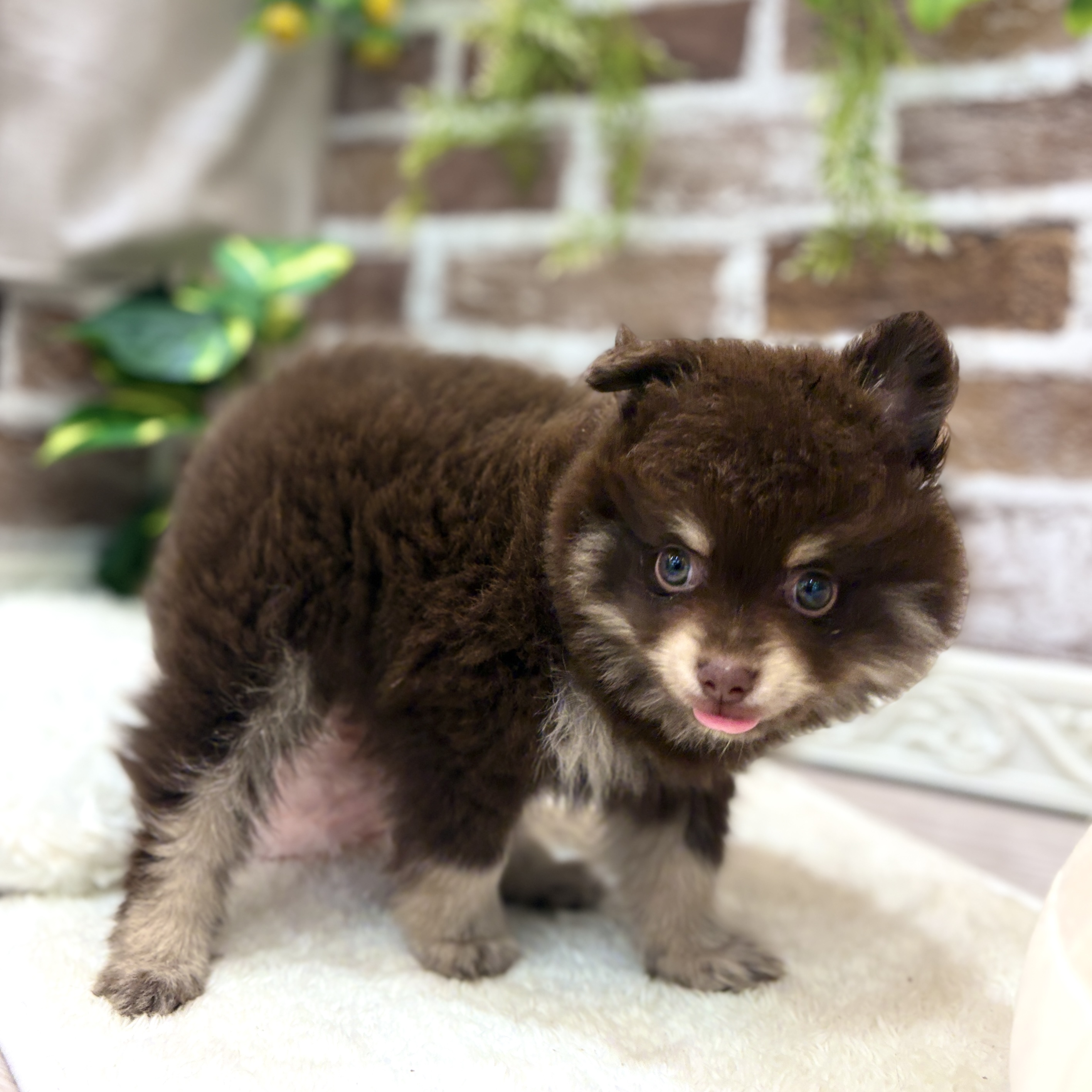 三重県のポメラニアン (犬の家＆猫の里三重桑名店/2026年6月2日生まれ/男の子/チョコレートタン)の子犬の2枚目の画像