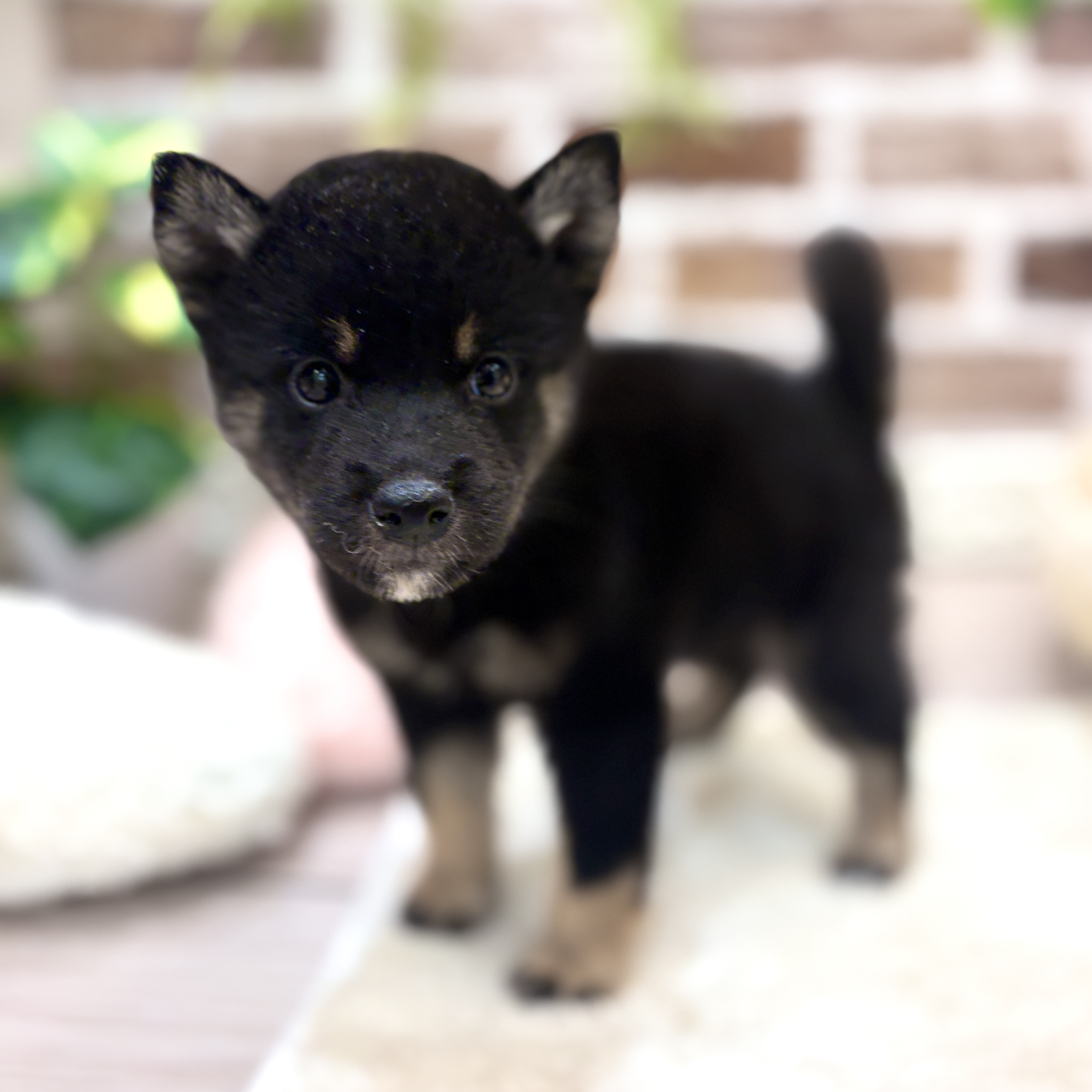 三重県の柴犬(標準サイズ) (犬の家＆猫の里三重桑名店/2026年6月1日生まれ/男の子/黒)の子犬の2枚目の画像