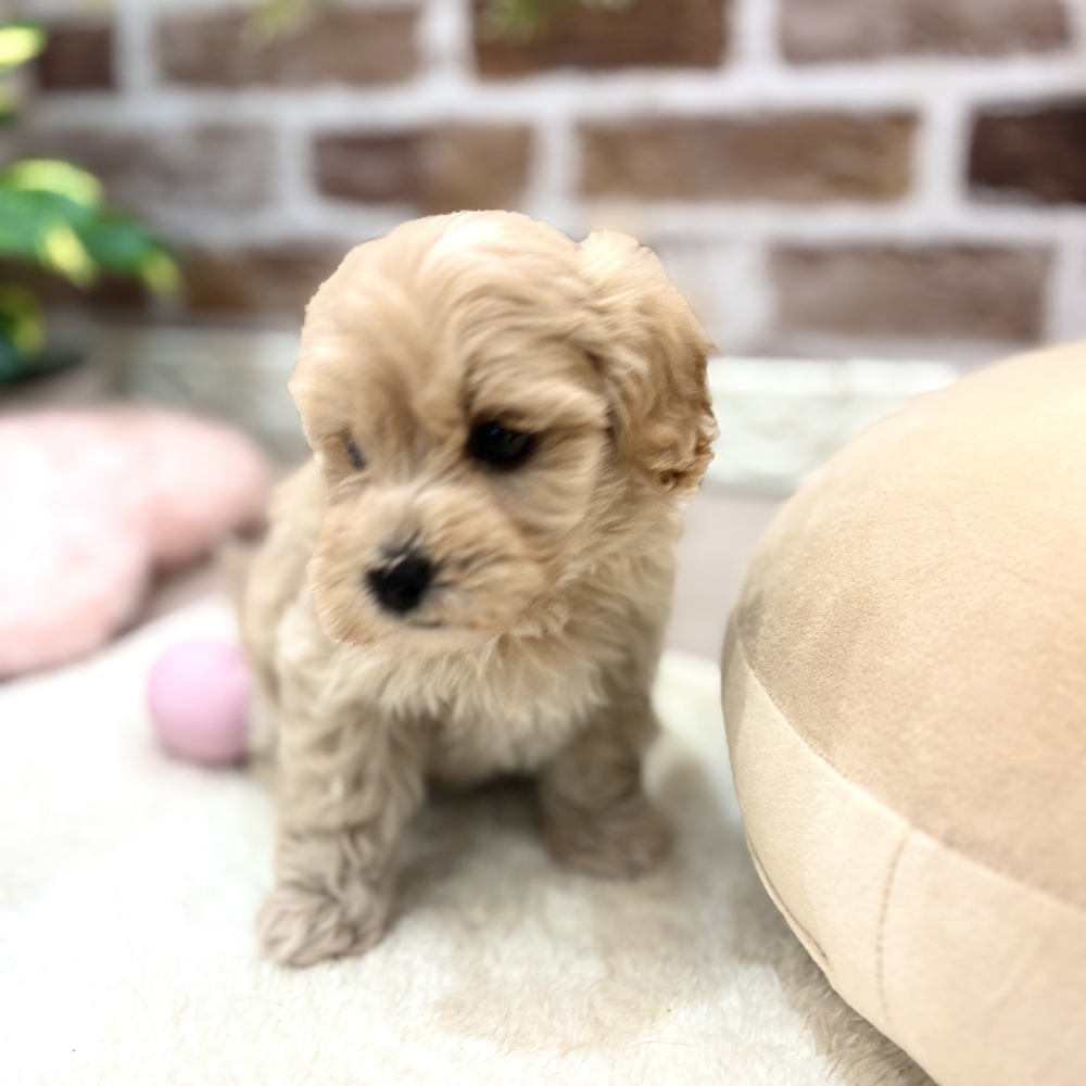 三重県のマルプー(マルチーズ×プードル) (犬の家＆猫の里三重桑名店/2026年5月31日生まれ/男の子/アプリコット)の子犬の2枚目の画像