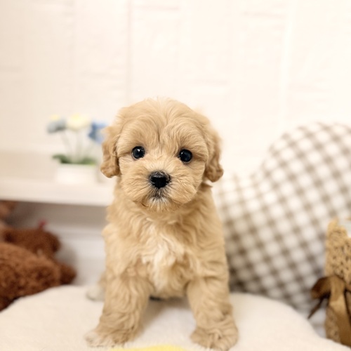 愛知県のマルプー(マルチーズ×プードル) (犬の家＆猫の里豊川インター店/2026年5月31日生まれ/男の子/アプリコット)の子犬の1枚目の画像