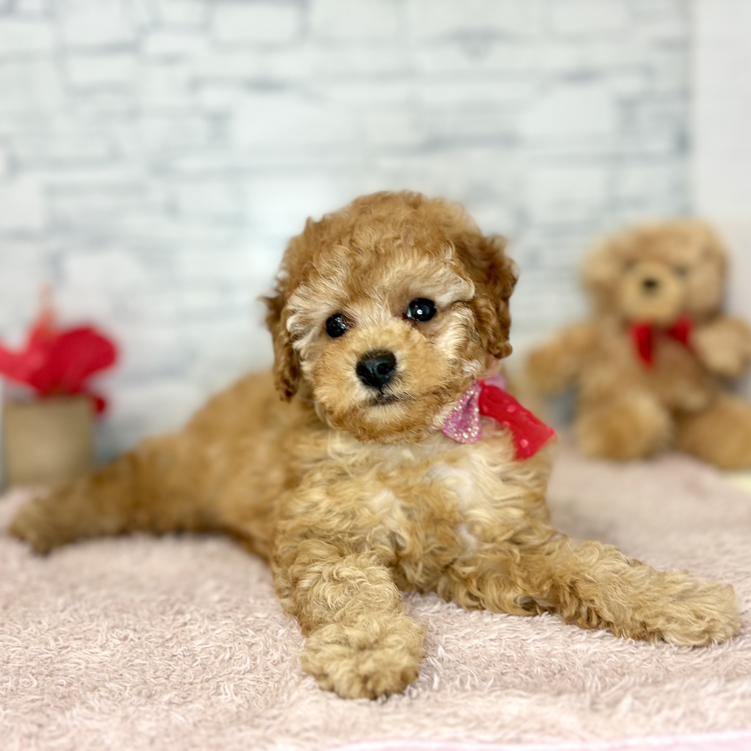 長野県のトイプードル(トイ) (犬の家＆猫の里長野店/2026年5月21日生まれ/男の子/レッド)の子犬の2枚目の画像