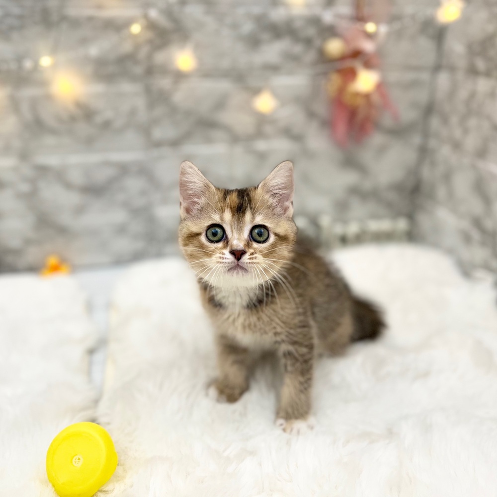 静岡県のブリティッシュショートヘアー (犬の家＆猫の里MEGAドン・キホーテ袋井店/2026年6月2日生まれ/女の子/ブラックゴールデンシェーデット)の子猫の2枚目の画像