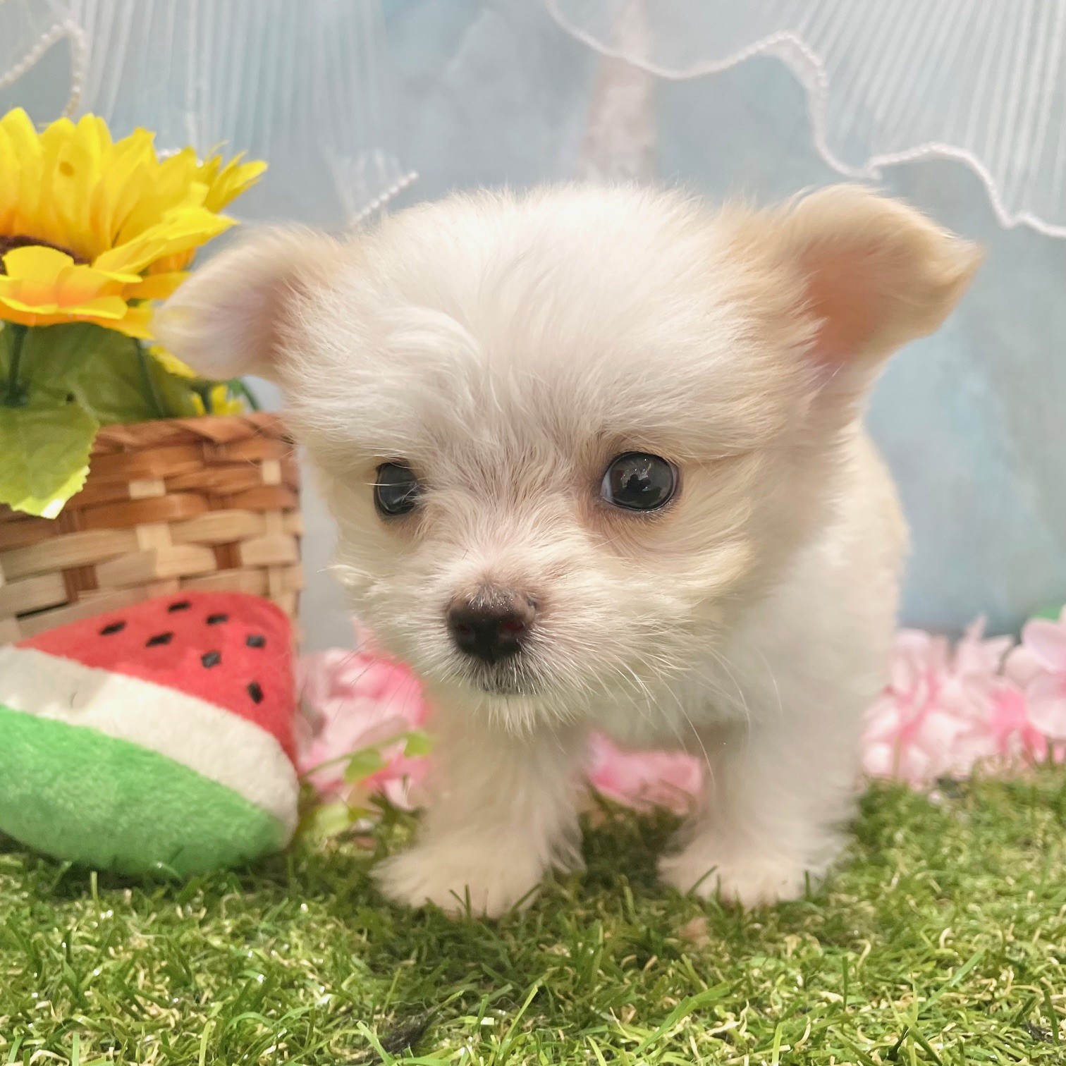 ハーフ犬男の子の写真