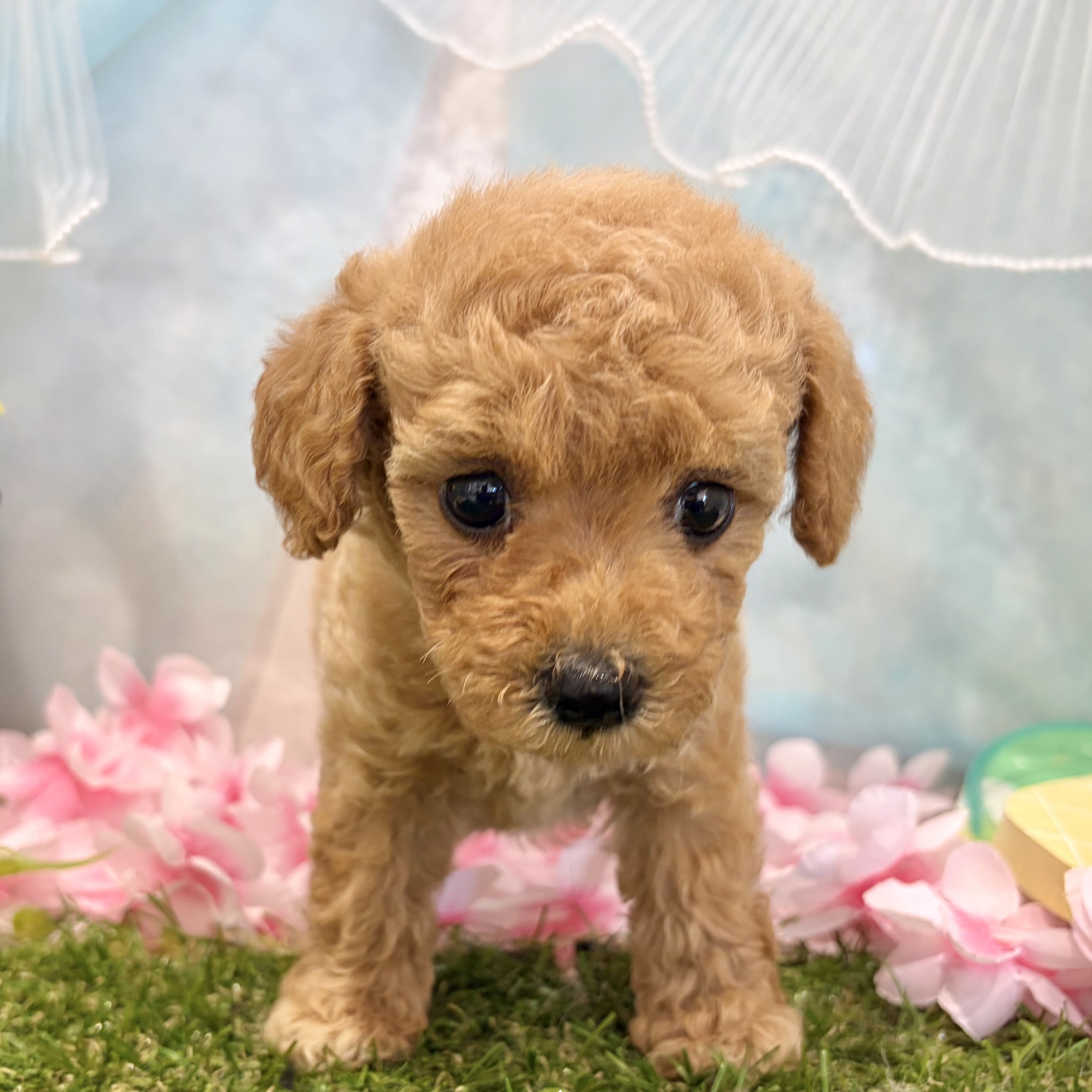 福岡県のハーフ犬・ミックス犬 (犬の家＆猫の里くりえいと宗像店/2026年6月1日生まれ/女の子/アプリコット)の子犬の2枚目の画像