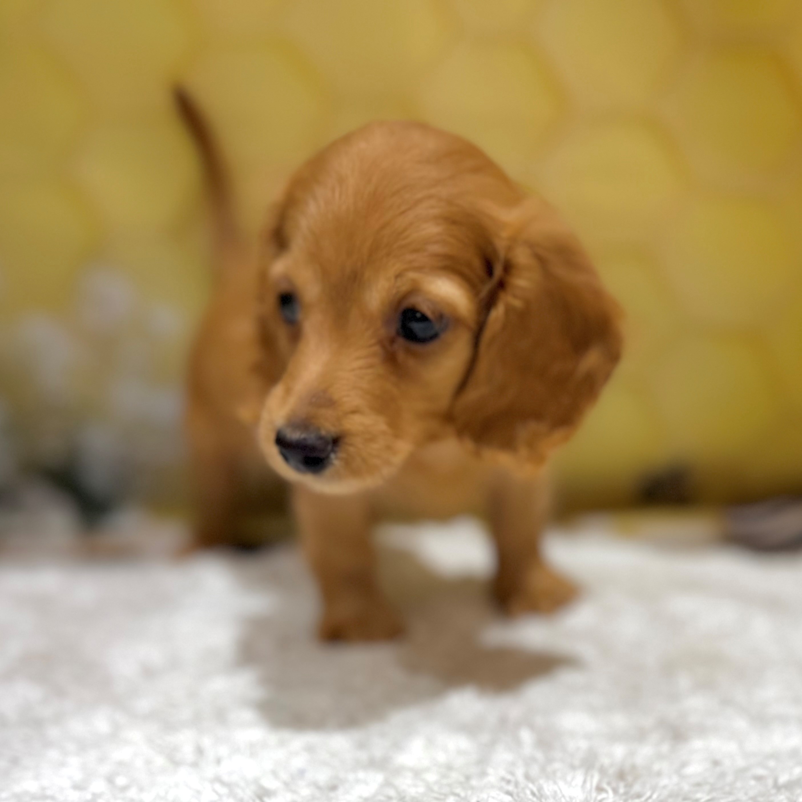 福岡県のカニンヘンダックスフンド(ロング) (犬の家＆猫の里トリアス久山店/2026年6月1日生まれ/男の子/ゴールド)の子犬の2枚目の画像