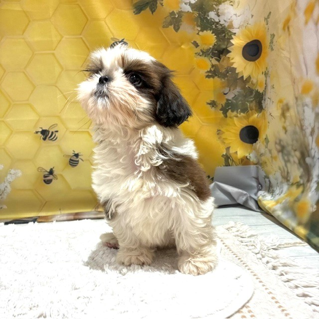 福岡県のシーズー (犬の家＆猫の里トリアス久山店/2026年6月2日生まれ/男の子/ゴールドホワイト)の子犬の2枚目の画像