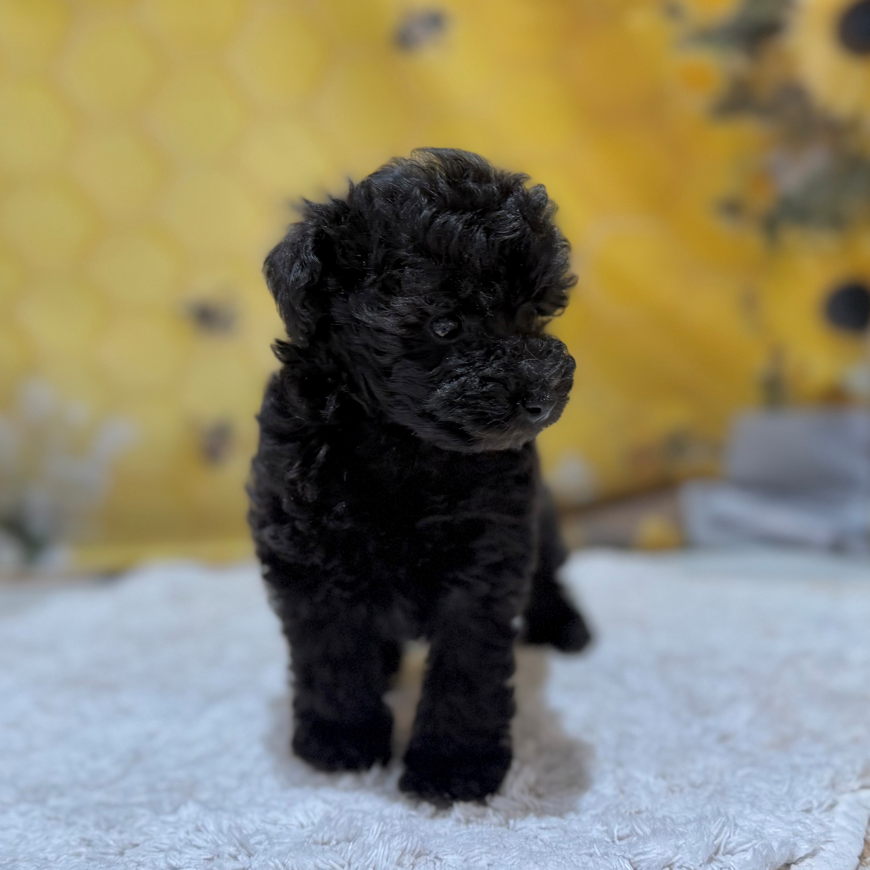 福岡県のトイプードル(ティーカップ) (犬の家＆猫の里トリアス久山店/2026年6月2日生まれ/女の子/ブラック)の子犬の2枚目の画像