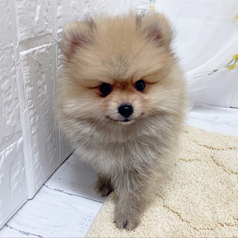 岡山県のポメラニアン (犬の家＆猫の里岡山店/2026年6月3日生まれ/女の子/ウルフセーブル)の子犬の2枚目の画像